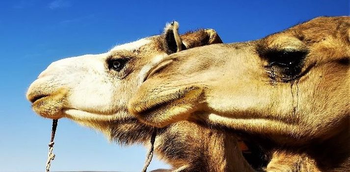 Viaggio nel Sahara Occidentale